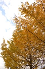 鳩の巣渓谷の紅葉_017