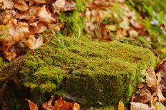 鳩の巣渓谷の紅葉_013