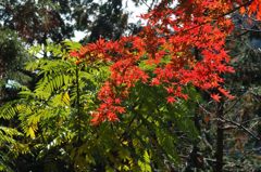 高尾山の紅葉_005