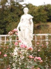 バラ園_018