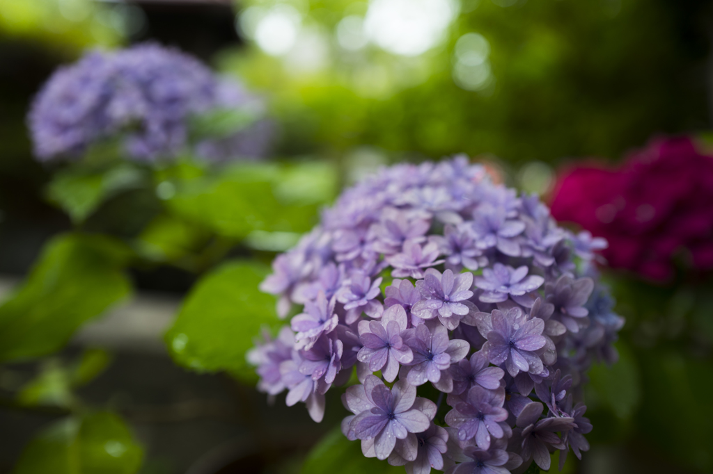 梅雨の紫陽花