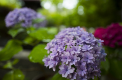梅雨の紫陽花