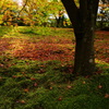 苔庭の秋