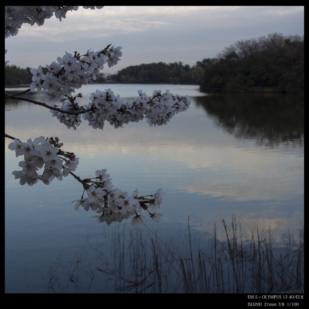 夕暮れに黄昏れて。