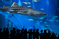 美ら海水族館002