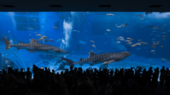 美ら海水族館003