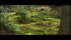 苔の守神