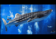 美ら海水族館001