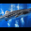 美ら海水族館001