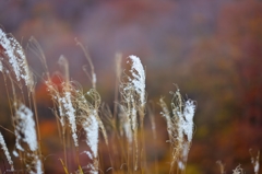 f1.4、晩秋の頃