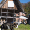 白川郷のネコ