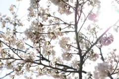 桜