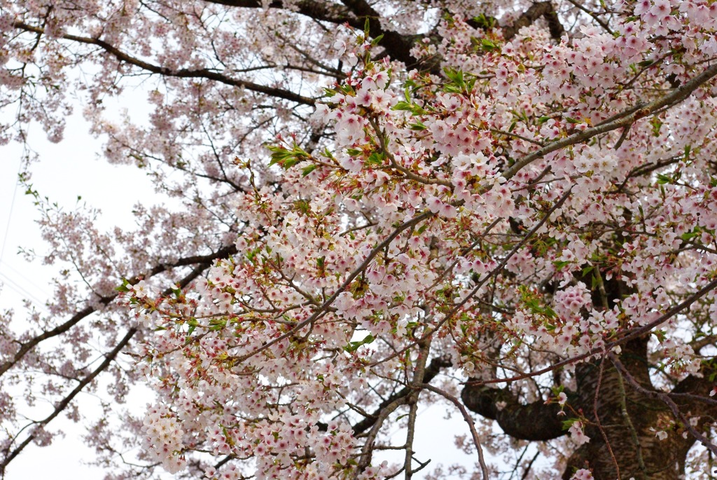 桜