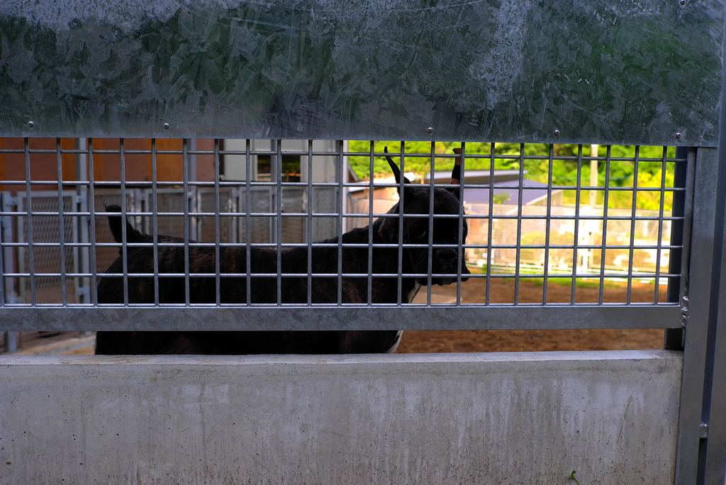 blackdog
