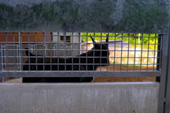 blackdog