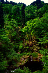 原生林と滝