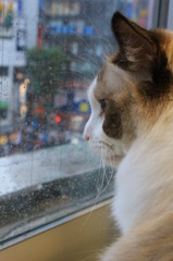 雨の窓辺