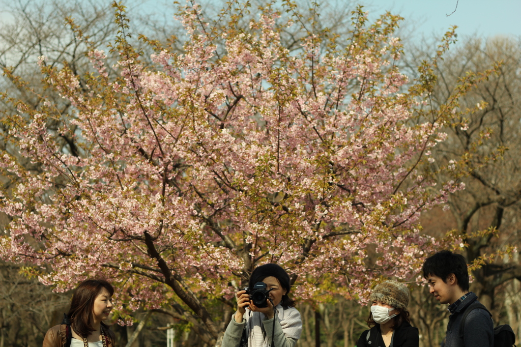 桜の風景で一枚