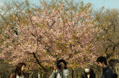 桜の風景で一枚