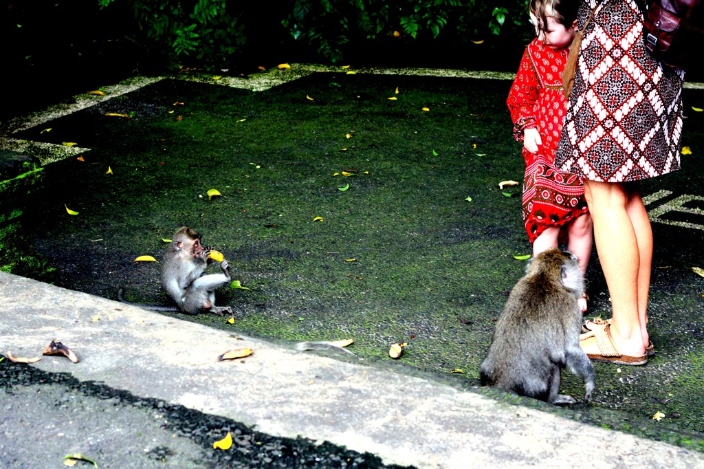 猿と親子