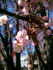 桜2011