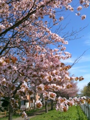 桜2011