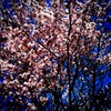 桜2011