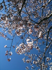 桜2011