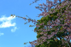"here comes spring"