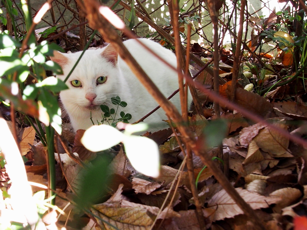 密林の猛獣？