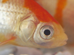 金魚の眼
