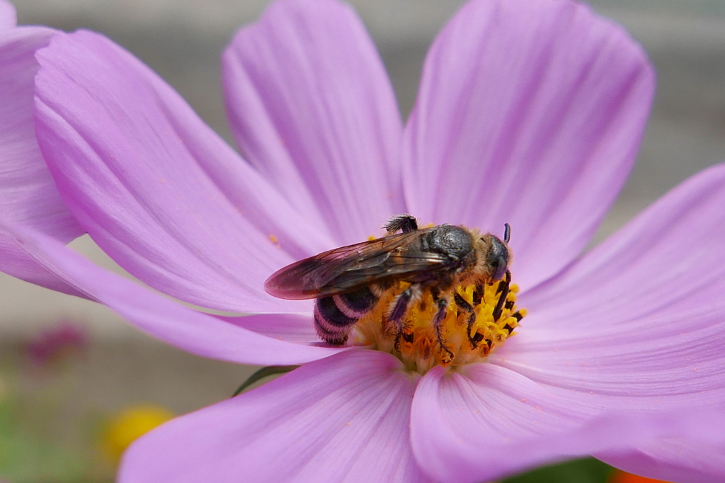 ぼくの花だよ