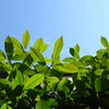 緑と空