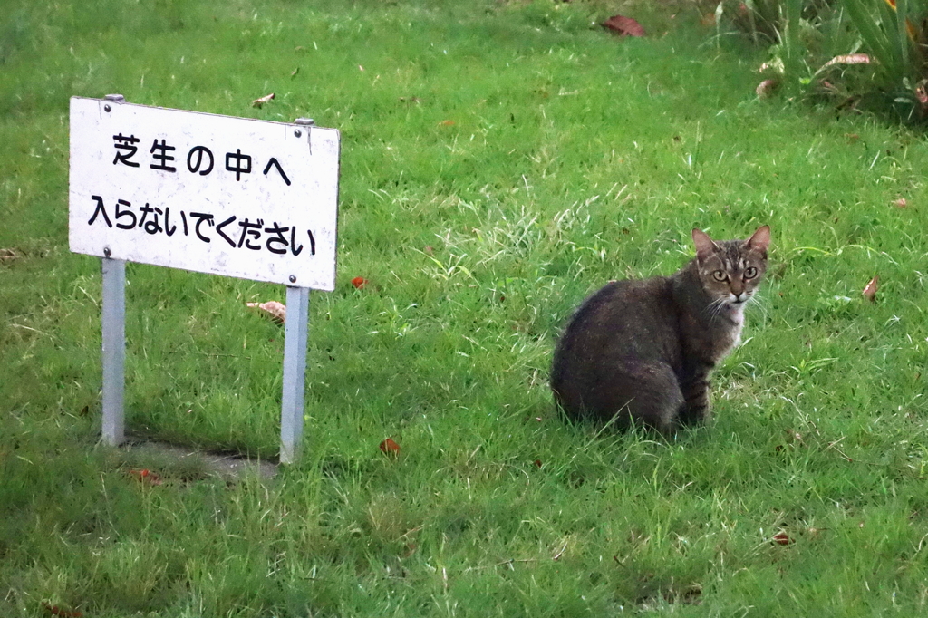 芝生の中へ入らないでください