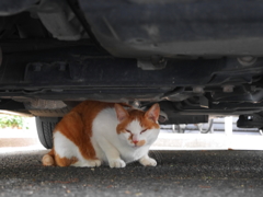 車の下は落ち着くニャあ～