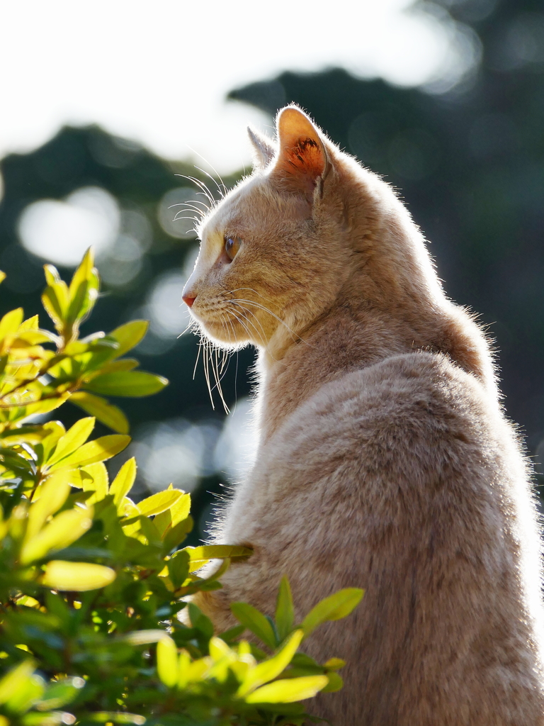 横顔美猫