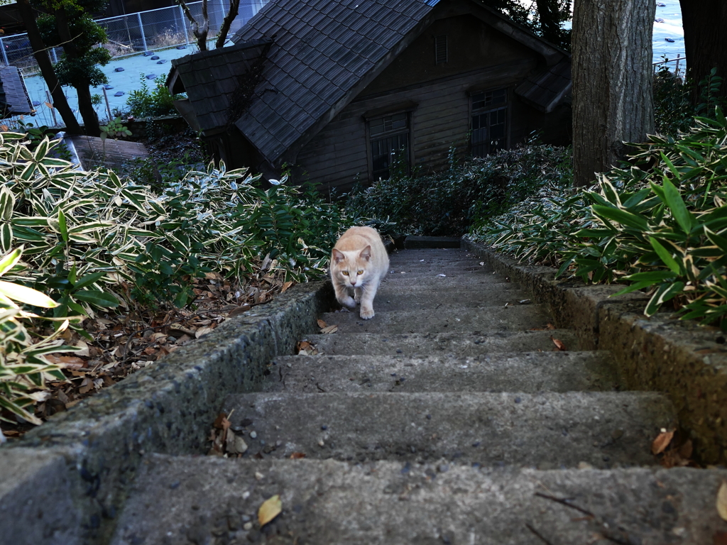 いってきますニャ