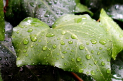 雨上がり