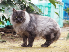 ライオン・キャット