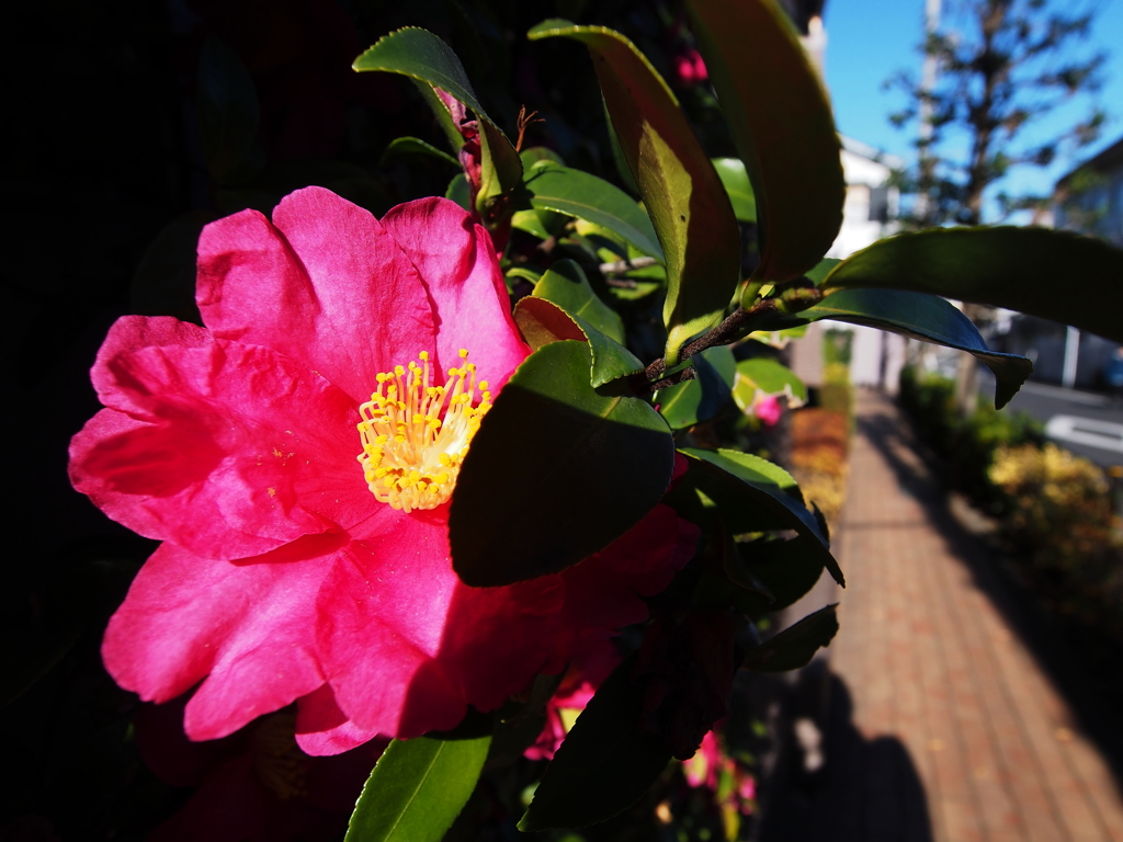 植え込みの一輪