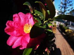 植え込みの一輪