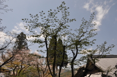涙の桜