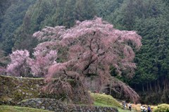 又兵衛桜