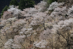 2018-04-10 吉野奥千本桜