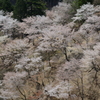 2018-04-10 吉野奥千本桜