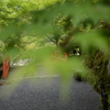 2018-05-10大原　青もみじ