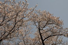 高知の桜