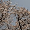 高知の桜