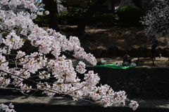夙川公園　桜