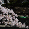 夙川公園　桜